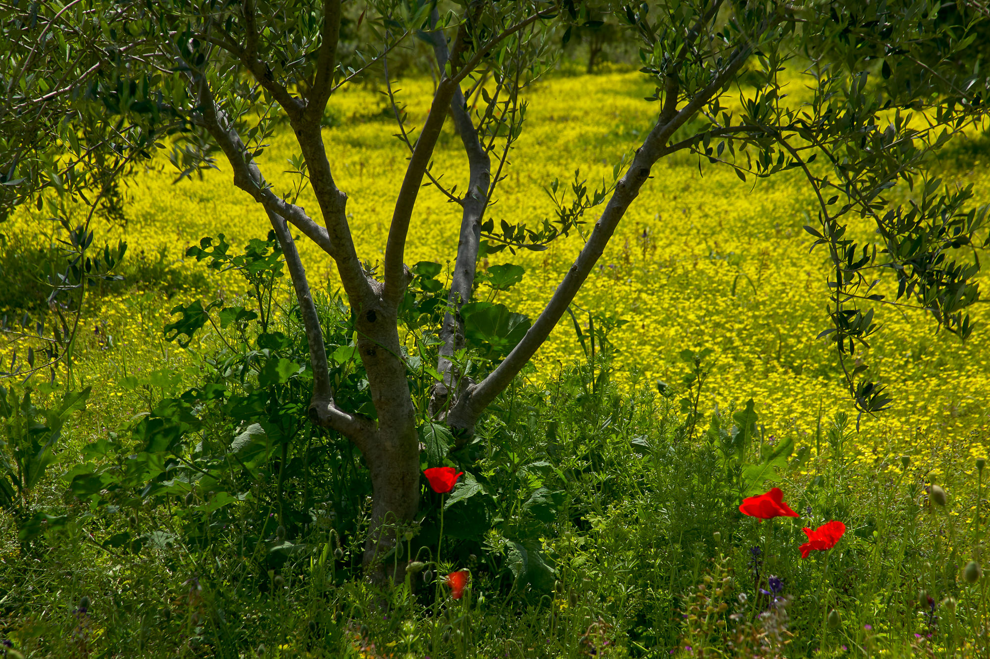 olive tree and poppies
